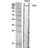 Western blot - NOS3 Polyclonal Antibody from Signalway Antibody (41251) - Antibodies.com
