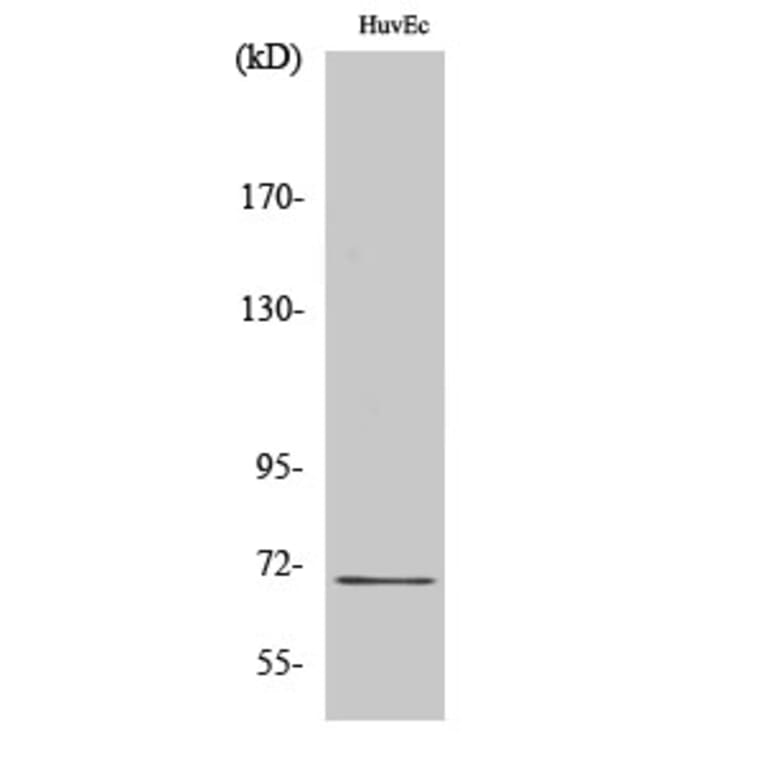 Western blot - Nrf2 Polyclonal Antibody from Signalway Antibody (41255) - Antibodies.com