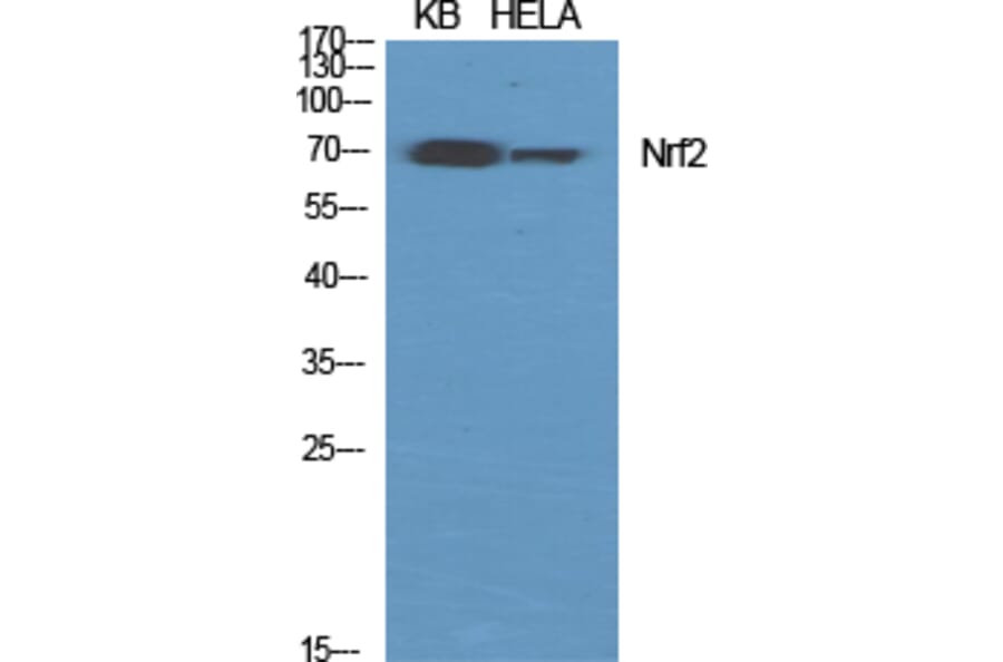 Western blot - Nrf2 Polyclonal Antibody from Signalway Antibody (41255) - Antibodies.com