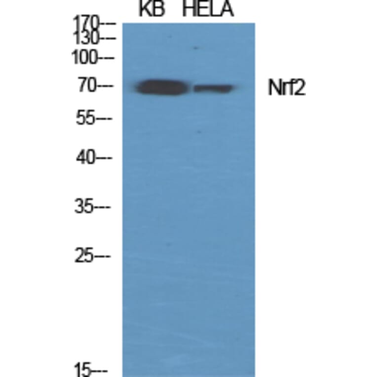 Western blot - Nrf2 Polyclonal Antibody from Signalway Antibody (41255) - Antibodies.com