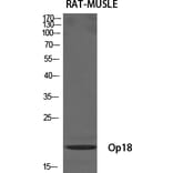 Western blot - Op18 Polyclonal Antibody from Signalway Antibody (41287) - Antibodies.com