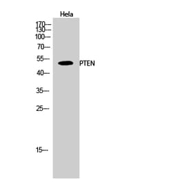 Western blot - PTEN Polyclonal Antibody from Signalway Antibody (41367) - Antibodies.com