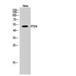 Western blot - PTEN Polyclonal Antibody from Signalway Antibody (41367) - Antibodies.com