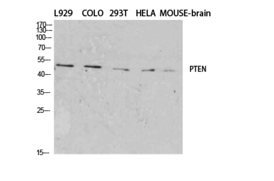 Western blot - PTEN Polyclonal Antibody from Signalway Antibody (41367) - Antibodies.com