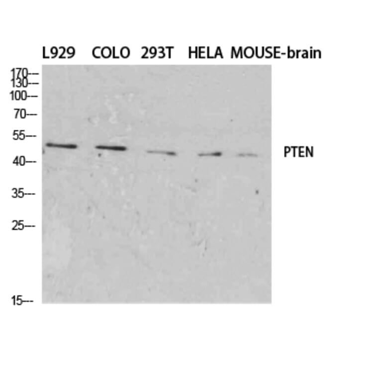 Western blot - PTEN Polyclonal Antibody from Signalway Antibody (41367) - Antibodies.com