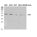 Western blot - PTEN Polyclonal Antibody from Signalway Antibody (41367) - Antibodies.com