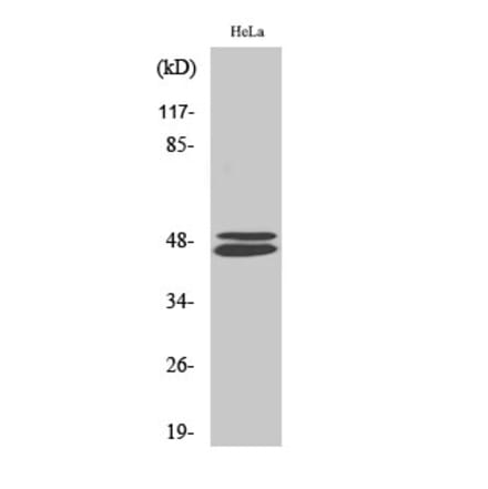 Western blot - VASP Polyclonal Antibody from Signalway Antibody (41528) - Antibodies.com