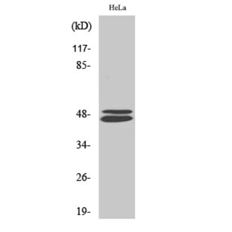 Western blot - VASP Polyclonal Antibody from Signalway Antibody (41528) - Antibodies.com