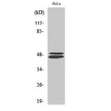 Western blot - VASP Polyclonal Antibody from Signalway Antibody (41528) - Antibodies.com