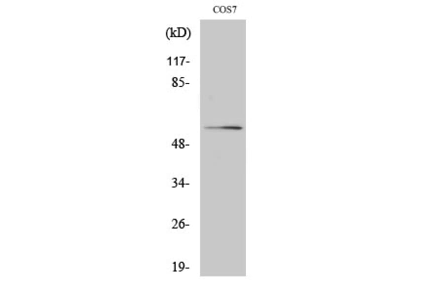 Western blot - Akt Polyclonal Antibody from Signalway Antibody (40570) - Antibodies.com