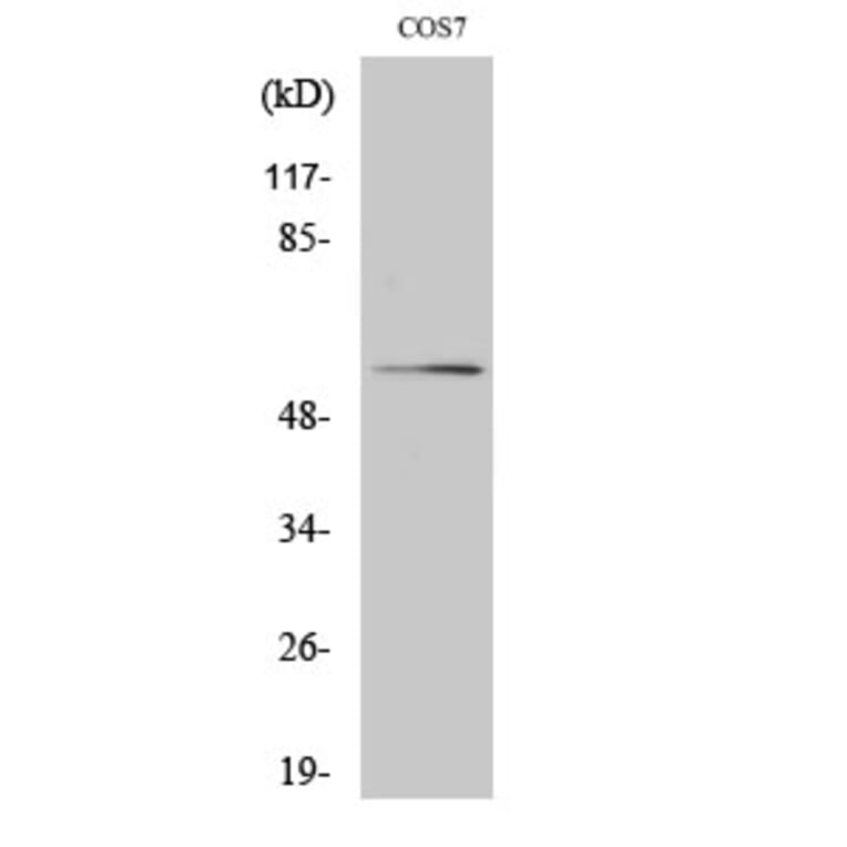 Western blot - Akt Polyclonal Antibody from Signalway Antibody (40570) - Antibodies.com