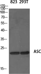 Western Blot analysis of 823 293T cells using ASC Polyclonal Antibody