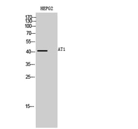Western blot - AT1 Polyclonal Antibody from Signalway Antibody (40620) - Antibodies.com