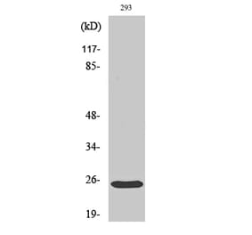 Western blot - Bak Polyclonal Antibody from Signalway Antibody (40633) - Antibodies.com
