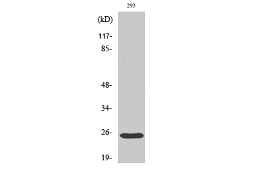 Western blot - Bak Polyclonal Antibody from Signalway Antibody (40633) - Antibodies.com