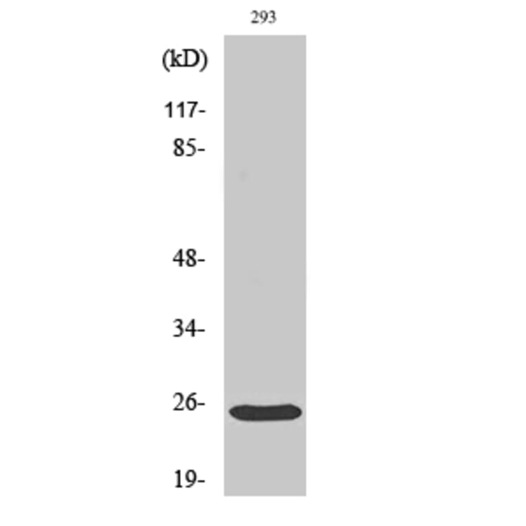 Western blot - Bak Polyclonal Antibody from Signalway Antibody (40633) - Antibodies.com