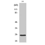 Western blot - Bak Polyclonal Antibody from Signalway Antibody (40633) - Antibodies.com