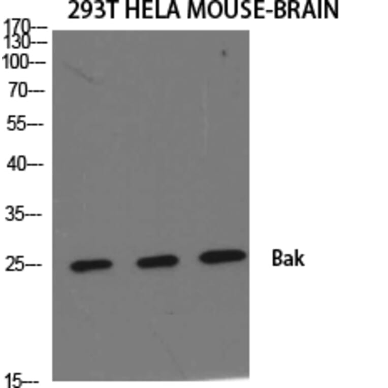 Western blot - Bak Polyclonal Antibody from Signalway Antibody (40633) - Antibodies.com