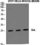 Western blot - Bak Polyclonal Antibody from Signalway Antibody (40633) - Antibodies.com