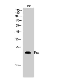 Western blot - Bax Polyclonal Antibody from Signalway Antibody (40635) - Antibodies.com