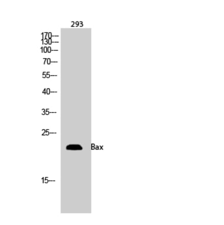 Western blot - Bax Polyclonal Antibody from Signalway Antibody (40635) - Antibodies.com