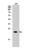 Western blot - Bax Polyclonal Antibody from Signalway Antibody (40635) - Antibodies.com
