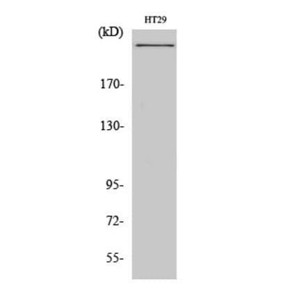 Western blot - CBP Polyclonal Antibody from Signalway Antibody (40686) - Antibodies.com
