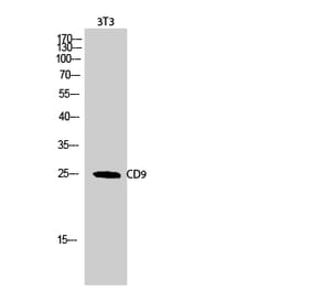 Western blot - CD9 Polyclonal Antibody from Signalway Antibody (40708) - Antibodies.com