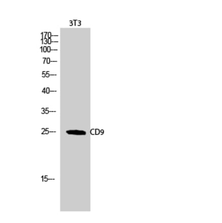 Western blot - CD9 Polyclonal Antibody from Signalway Antibody (40708) - Antibodies.com