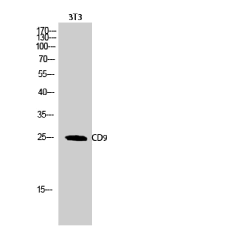 Western blot - CD9 Polyclonal Antibody from Signalway Antibody (40708) - Antibodies.com