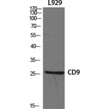 Western blot - CD9 Polyclonal Antibody from Signalway Antibody (40708) - Antibodies.com