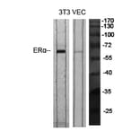 Western blot - ERα Polyclonal Antibody from Signalway Antibody (40907) - Antibodies.com