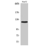 Western blot - FAK Polyclonal Antibody from Signalway Antibody (40913) - Antibodies.com