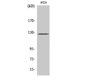 Western blot - FAK Polyclonal Antibody from Signalway Antibody (40915) - Antibodies.com