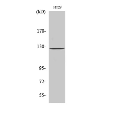 Western blot - FAK Polyclonal Antibody from Signalway Antibody (40915) - Antibodies.com