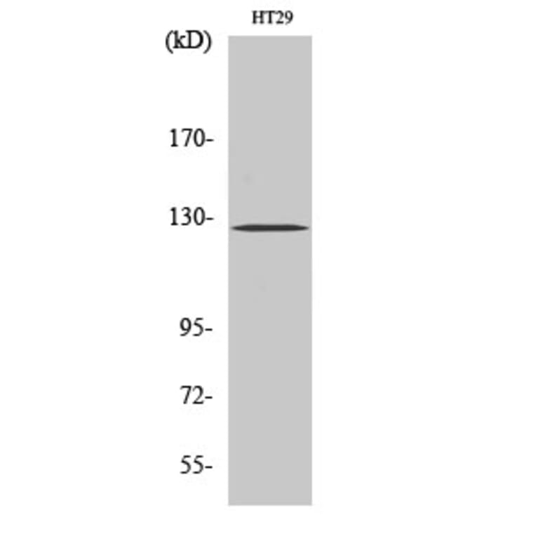 Western blot - FAK Polyclonal Antibody from Signalway Antibody (40915) - Antibodies.com