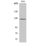Western blot - FAK Polyclonal Antibody from Signalway Antibody (40915) - Antibodies.com