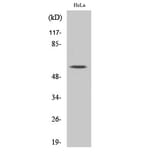 Western blot - MYH Polyclonal Antibody from Signalway Antibody (41193) - Antibodies.com