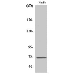 Western blot - NF2 Polyclonal Antibody from Signalway Antibody (41220) - Antibodies.com