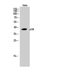 Western blot - p38 Polyclonal Antibody from Signalway Antibody (41306) - Antibodies.com