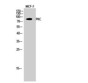 Western blot - PKC Polyclonal Antibody from Signalway Antibody (41347) - Antibodies.com