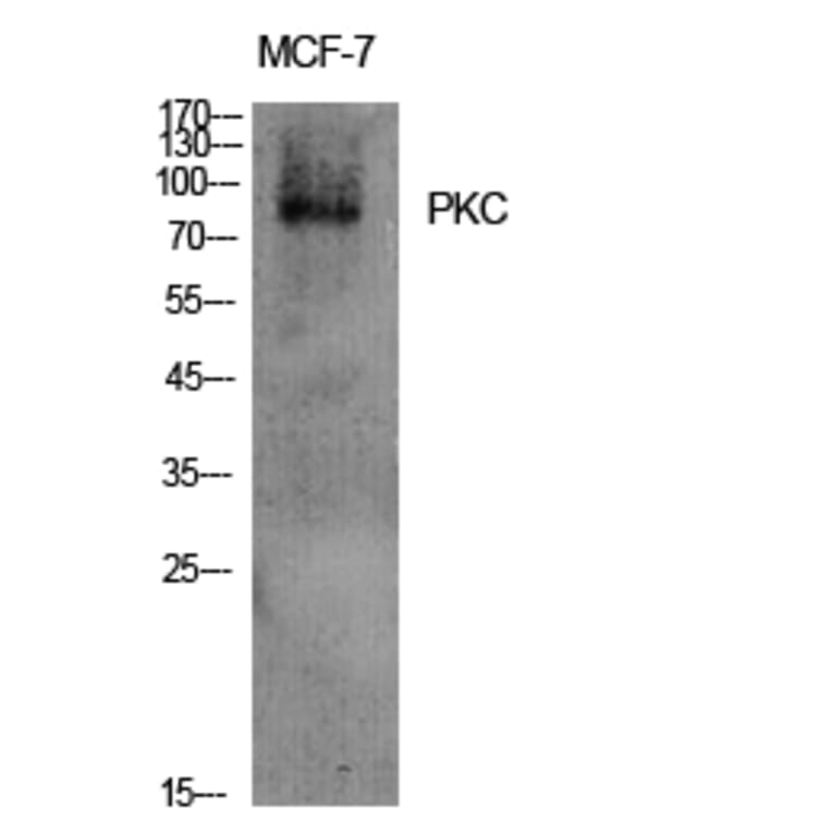 Western blot - PKC Polyclonal Antibody from Signalway Antibody (41347) - Antibodies.com