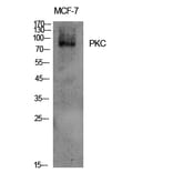 Western blot - PKC Polyclonal Antibody from Signalway Antibody (41347) - Antibodies.com