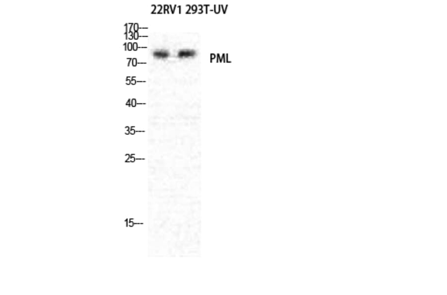 Western blot - PML Polyclonal Antibody from Signalway Antibody (41354) - Antibodies.com