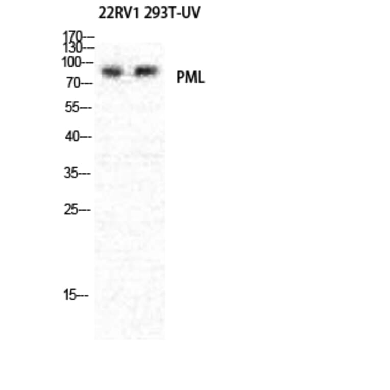 Western blot - PML Polyclonal Antibody from Signalway Antibody (41354) - Antibodies.com