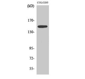 Western blot - SLK Polyclonal Antibody from Signalway Antibody (41439) - Antibodies.com