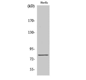Western blot - Tau Polyclonal Antibody from Signalway Antibody (41481) - Antibodies.com