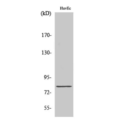 Western blot - Tau Polyclonal Antibody from Signalway Antibody (41481) - Antibodies.com