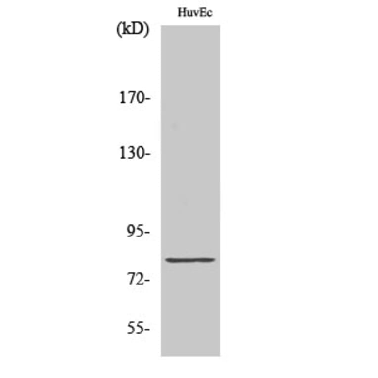 Western blot - Tau Polyclonal Antibody from Signalway Antibody (41481) - Antibodies.com
