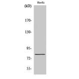 Western blot - Tau Polyclonal Antibody from Signalway Antibody (41481) - Antibodies.com